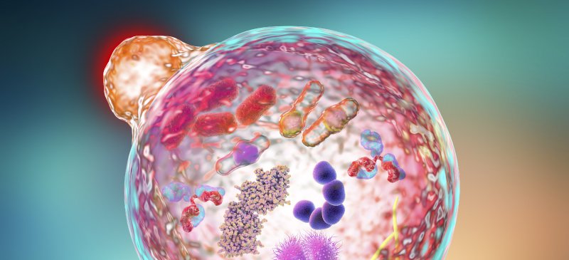 Autofagi – your actual immune system