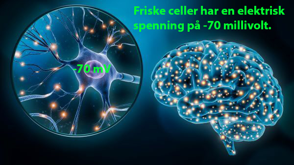 Healthy cells have an electrical voltage of -70 millivolts