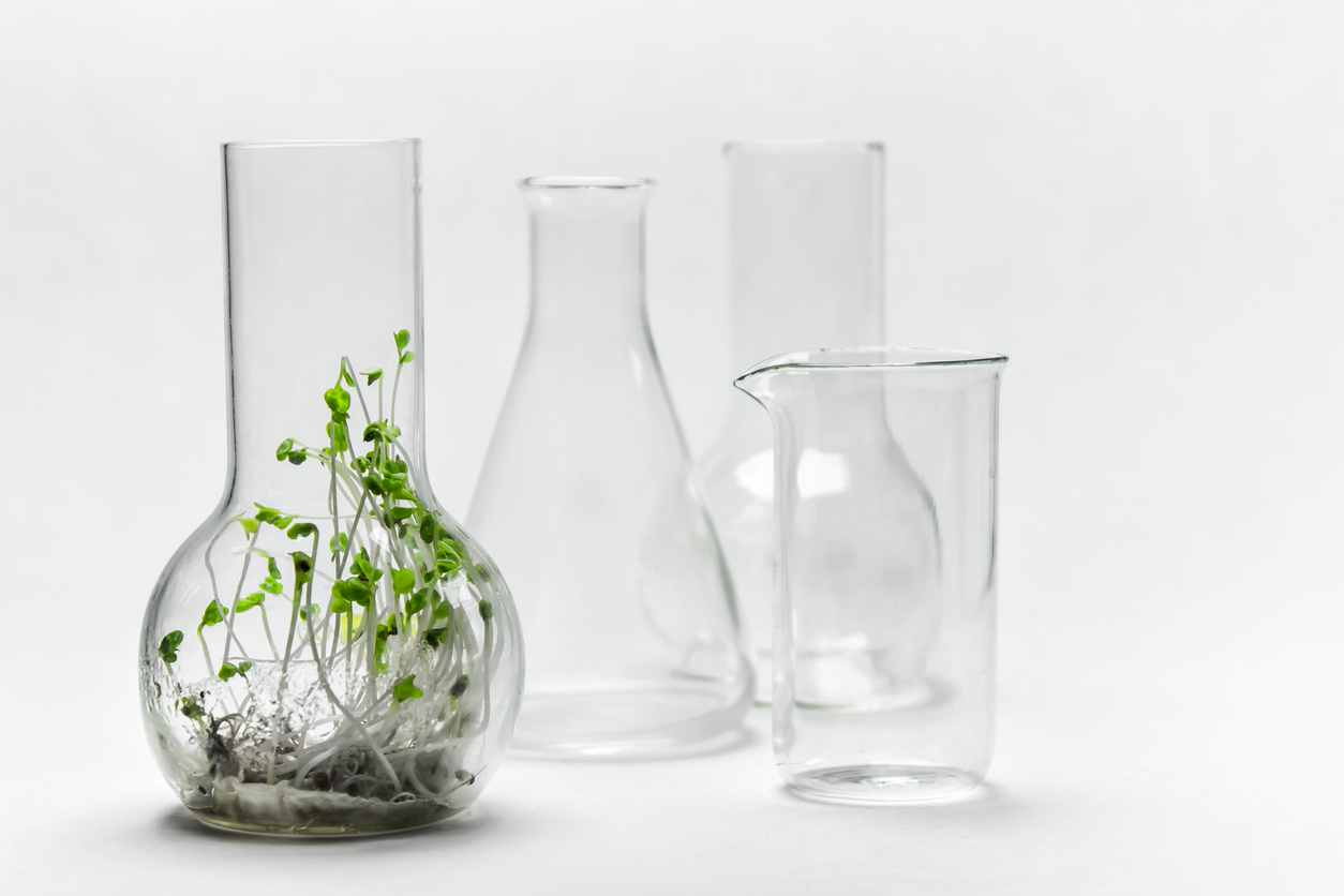 Green broccoli sprouts grown laboratory flask on white background.